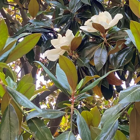 住宿加早餐酒店 Le Magnolie *