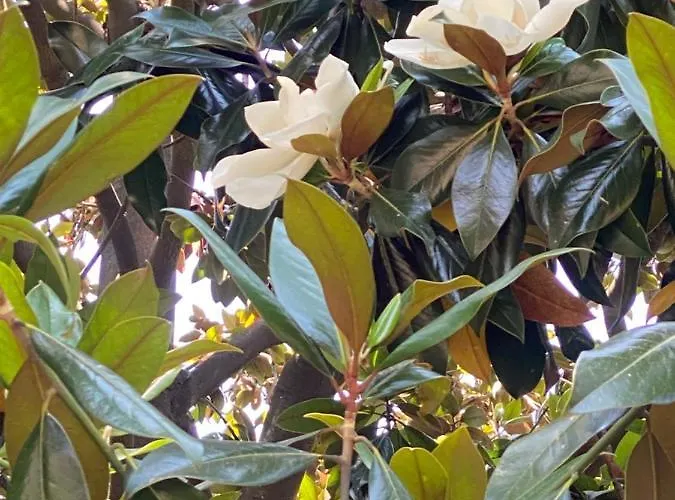 B&B Le Magnolie *